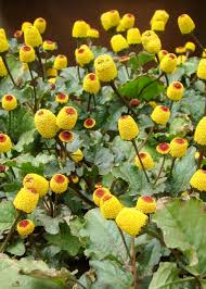 Image result for Spilanthes