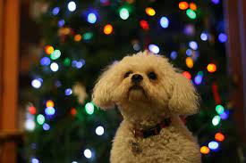 5 Greatest Videos Of Animals Singing Christmas Carols Animal Gifs Animals Christmas Carol