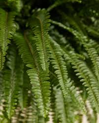 Image result for Nephrolepis exaltata