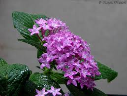 Image result for Pentas zanzibarica