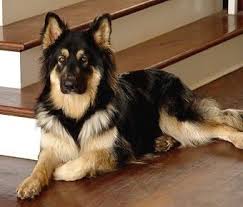 You can click the below for examples of the colors of our long coat german shepherd puppies for sale. Ayer S Long Coat German Shepherds Breeder S New Prior Litter Puppies Pictures Long Haired German Shepherd German Shepherd Breeds German Shepherd