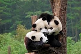 Image result for panda