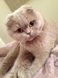 Disi Kedi Mi Erkek Kedi Mi Hangi Tur Kedi Almaliyim Kizlarsoruyor
