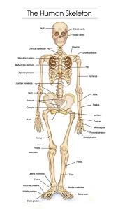 How Does The Body Work Abundant Wellness Net Human Bones Anatomy Human Body Bones Skeleton Anatomy