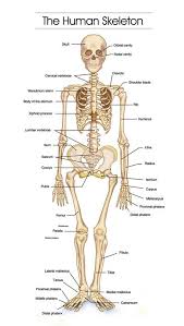 A flexible but inelastic cord of strong fibrous collagen tissue attaching a muscle to a bone. How Does The Body Work Abundant Wellness Net Human Bones Anatomy Human Body Bones Skeleton Anatomy