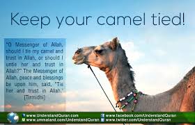 But, camel, tie, trust, up. Why You Should Keep Your Camel Tied But Not Too Tight Understand Al Qur An Academy