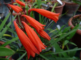 Image result for Cyrtanthus breviflorus