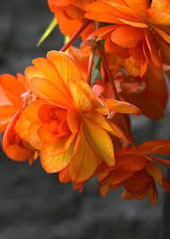 Check spelling or type a new query. Pin On Garden Daydreams