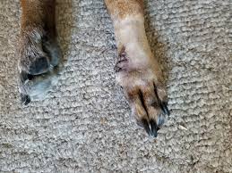 Do a lot of people mention your dog has a strong resemblance to… you? My Poor Buddy S Toe Growth Ended Up Being Cancerous After A Tough Amputation And Recovery I Am Happy To Say He S Cancer Free And Back To 100 Album On Imgur