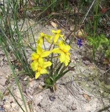 Image result for Holothrix longiflora