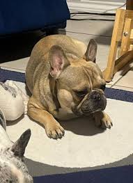 My brother's dog went missing