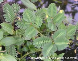 Image result for Neptunia oleracea