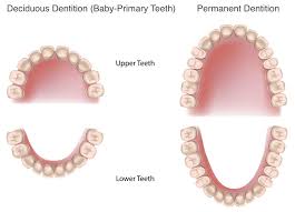 Permanent Tooth Eruption In Children Kids Dental Online