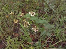 Image result for Pachycarpus lineolatus