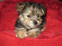 Looking for your new pet can be very difficult and each puppy breed is different. Morkie Puppy For Sale In Michigan Petswall