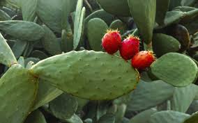 But several species growing around la are tasty and sweet. Prickly Pear Nutroo