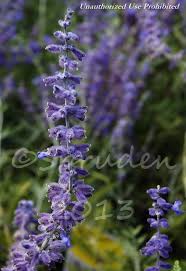 Image result for Perovskia atriplicifolia lacey blue photo