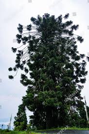 Image result for Araucaria bidwillii