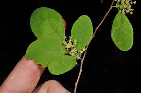 Image result for Flueggea virosa