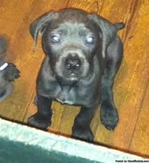 We are not responsible for transactions for animals you find on this site. Cane Corso Pets And Animals For Sale Akron Oh