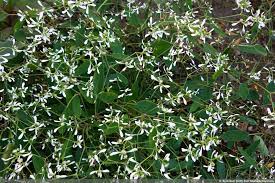 Maybe you would like to learn more about one of these? Zauberschnee Euphorbia Diamond Frost Pflege Euphorbia Pflanze Garten Bepflanzen Gartenteich Bepflanzen