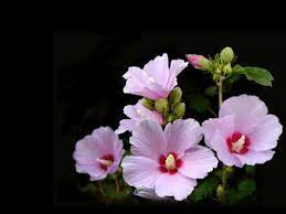 Common Flowers In Korea Ehow Com Hibiscus Flowers Flowers Beautiful Flowers