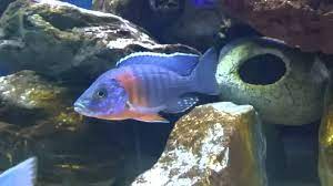 We did not find results for: Red Shoulder Peacock Aulonocara Hansbaenschi Youtube