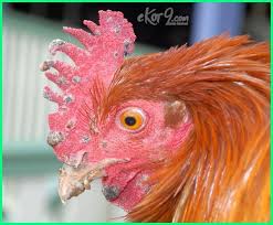 Maybe you would like to learn more about one of these? 22 Macam Jenis Penyakit Pada Ayam Dan Cara Mengobatinya Ekor9 Com Ekor9 Com
