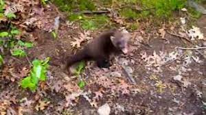 Play sounds of cats meowing, purring, growling, hissing, and getting very, very, angry. Fisher Cat Cry Youtube