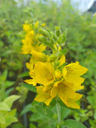 Image result for Lysimachia angustiloba