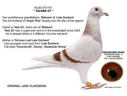 Deze bliksem is breed en het zijn meerdere bliksemflitsen tegelijk. Debusschere Roger The Royal Collection Is One Of The Best Capital Breeding Sources In The World Pipa