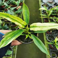 Image result for Philodendron lacerum