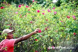 Mawar adalah bunga yang sangat cantik. Satu Hektare Kebun Mawar Dan Kenanga Hasilkan Ratusan Ribu Per Hari