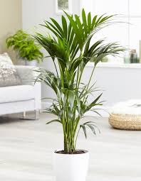 Image result for Howea