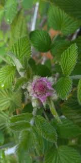 Image result for Rubus pinnatus
