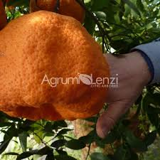 Image result for Citrus reticulata