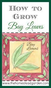 How To Grow Bay Leaves Bay Leaf Plant Growing Herbs Bay Leaf Tree