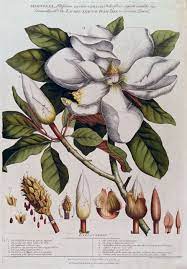 The end of this listing has. What Is Botanical Art Botanical Art Artists