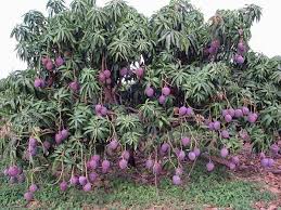 Cây Xoài: Hình ảnh, đặc điểm và cách ...