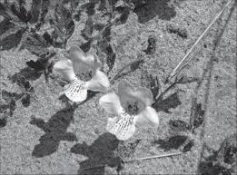 Image result for Dicerocaryum eriocarpum