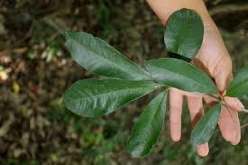 Image result for Pouteria adolfi-friedericii