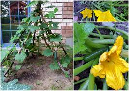 Maybe you would like to learn more about one of these? Cucumber Teepee Organic Garden Vertical Planter Zucchini Flower Ottawa Ontario Garden Perennials Outdoor