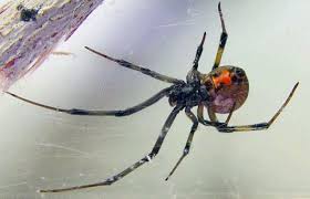 Collectively, the recent black lives matter protests — more organic in nature — appear to have far surpassed those numbers, according to polls. Widow Spiders Vce Publications Virginia Tech