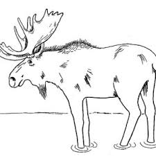 Yara centre has attracted impressive attendance since opening its doors november 2010 with over 4,000 users on a weekly basis. Moose Walking Alone Coloring Page Kids Play Color