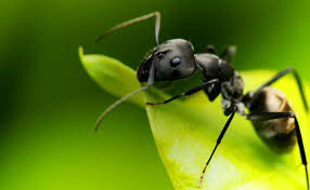 We'd love to hear about your experience! Louisiana Pest Control Baton Rouge Louisiana
