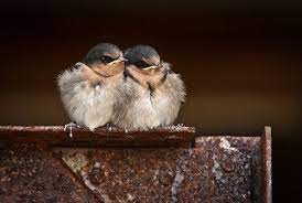 So Fluffy Baby Swallows Bird Baby Bird Birds