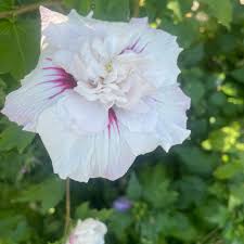 Image result for Hibiscus shirensis
