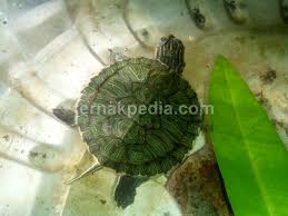 Harga Dan Jenis Kura Kura Ternakpedia