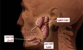 أورام الغدد اللعابية افضل اجابة