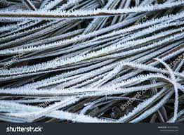 Frost On The Grass Ice Crystals On Meadow Grass Close Up Nature Background Grass With Morning Frost And Yellow Sunlig Winter Background Ice Crystals Crystals